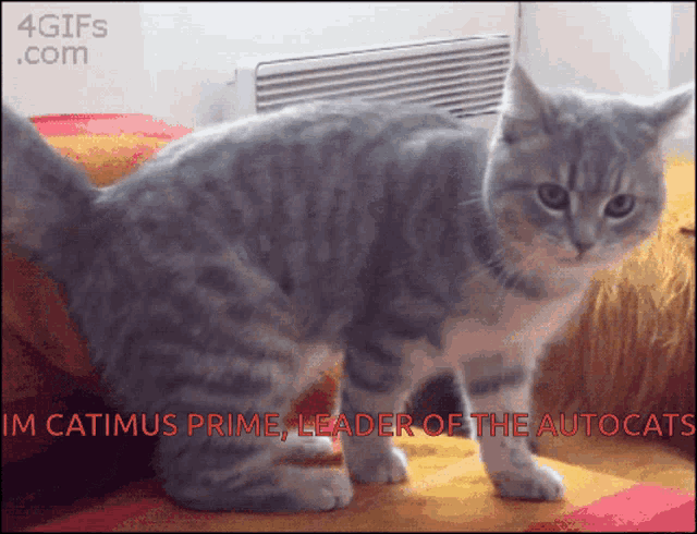 a cat is standing in front of a sign that says catimus prime leader of the autocat