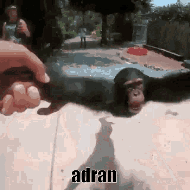 Adran Adrian GIF - Adran Adrian Monkey GIFs