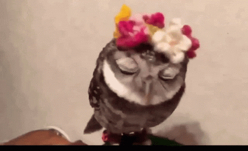 Owl Cute Owl GIF - Owl Cute Owl Kawaii Owl GIFs