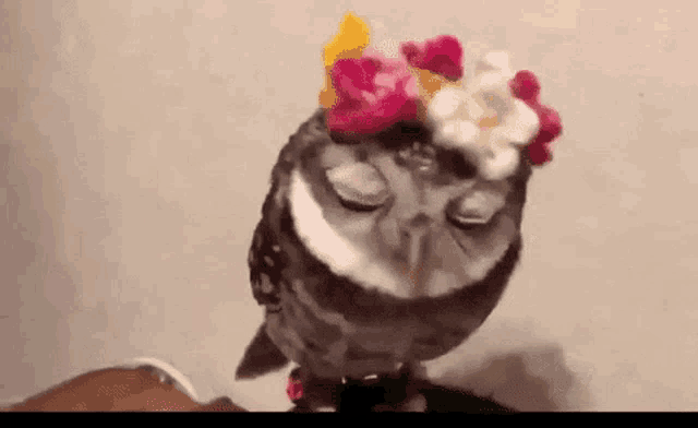 an owl wearing a flower crown on its head is sitting on a person 's lap .
