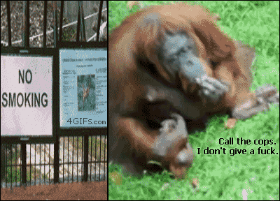 Lol GIF - Orangutan No Smoking GIFs