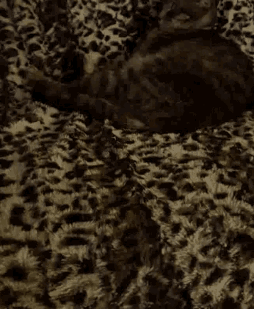 Baby Cat Sleeping GIF - Baby Cat Sleeping GIFs