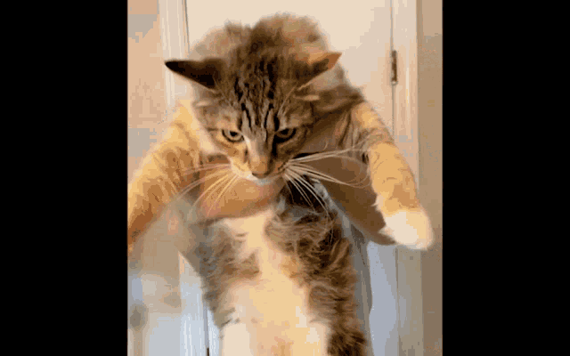 Nick Lutsko Cat Piss Song GIF - Nick Lutsko Cat Piss Song Cats GIFs