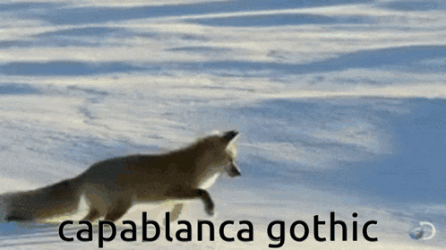 a fox is running through the snow with the words capablanca gothic behind it