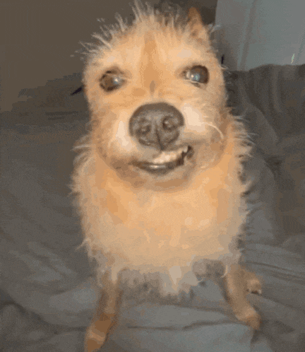 a small brown dog is standing on its hind legs and looking at the camera