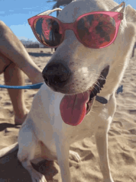 a dog wearing pink sunglasses on the beach with its tongue hanging out