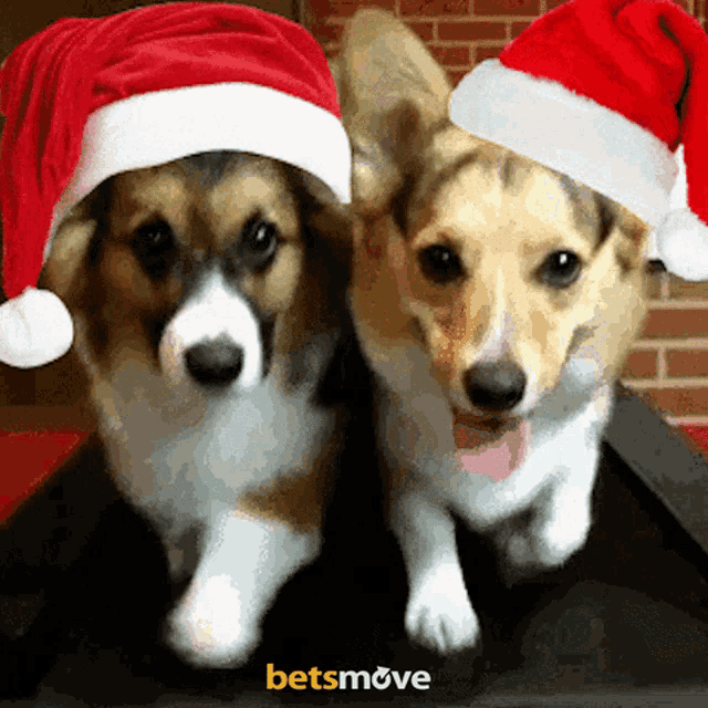 two dogs wearing santa hats with a betsmove logo behind them