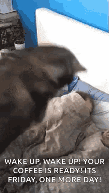 a cat is standing on top of a person sleeping in a bed .