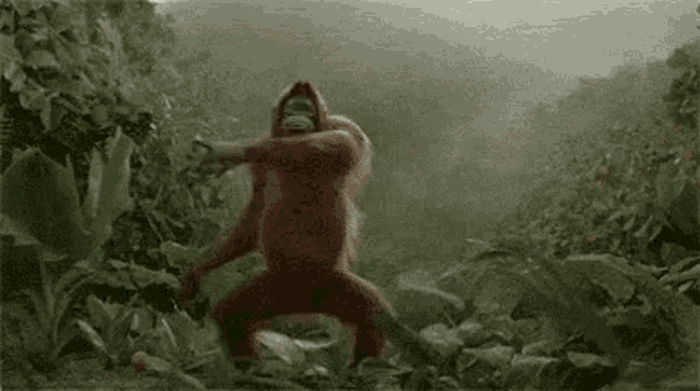 a couple of orangutans are standing in the jungle .