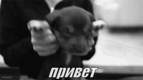 a person is holding a puppy in their hands in a black and white photo .