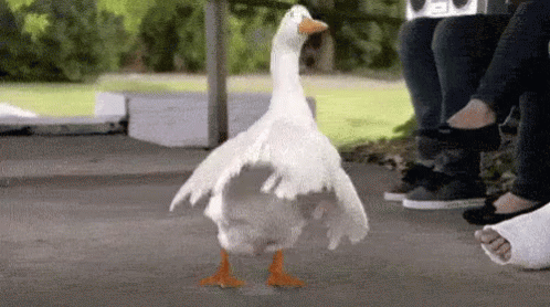 Goose GIF - Goose Dance Moves GIFs