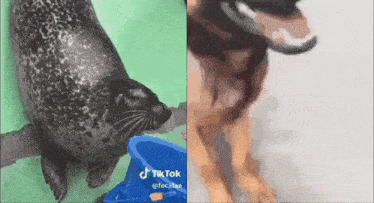 a seal and a dog are standing next to each other on a green background .