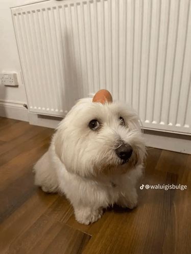 Egg Dog GIF
