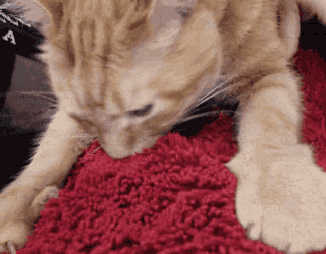 Garfield Nibble GIF - Garfield Nibble Cat GIFs