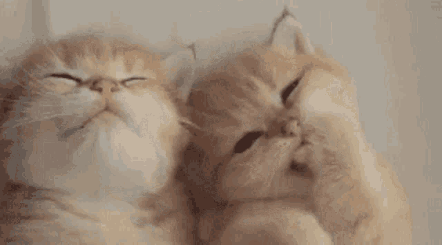 two kittens are hugging each other with their paws .