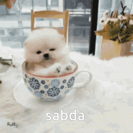 a pomeranian puppy is sitting in a cup of coffee on a saucer .