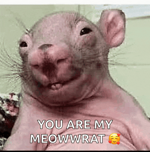 a picture of a hairless rat with the words " you are my meowwrat "