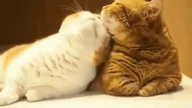 Cats Cuddling GIF - Cats Cuddling GIFs