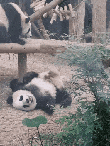 two panda bears are laying on their backs in a zoo