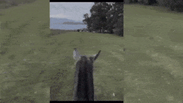 two dogs are riding a horse in a field .