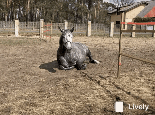 Mare Rest GIF - Mare Rest Horse GIFs