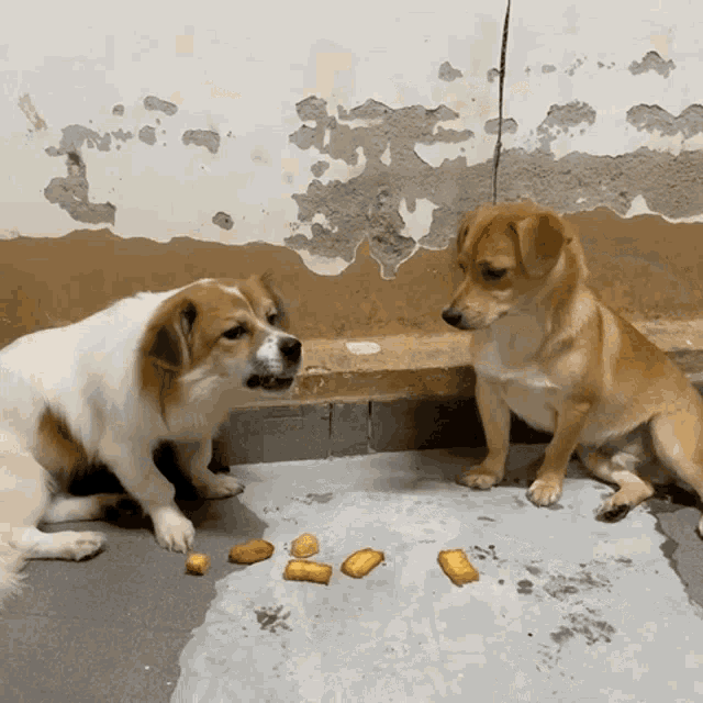 two brown and white dogs are sitting next to each other on the floor