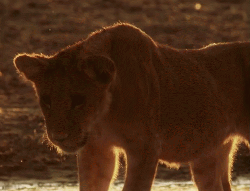 Look At That Face! GIF - Liob Cub GIFs