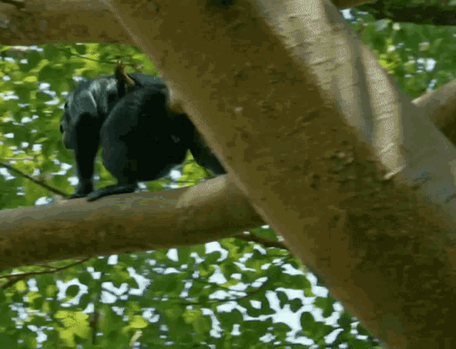 Chimps Mating GIF - Chimps Mating Doggy GIFs