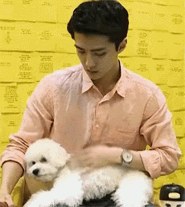 a man in a pink shirt is holding a small white dog on his lap .
