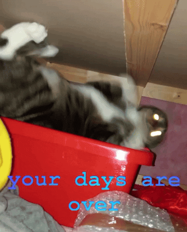 864mcs Cat Cats GIF - 864mcs Cat Cats Your Days Are Over GIFs