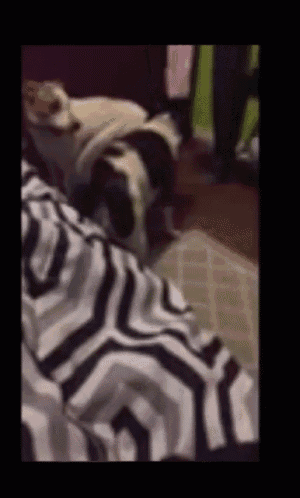 two dogs laying on a bed with a striped blanket