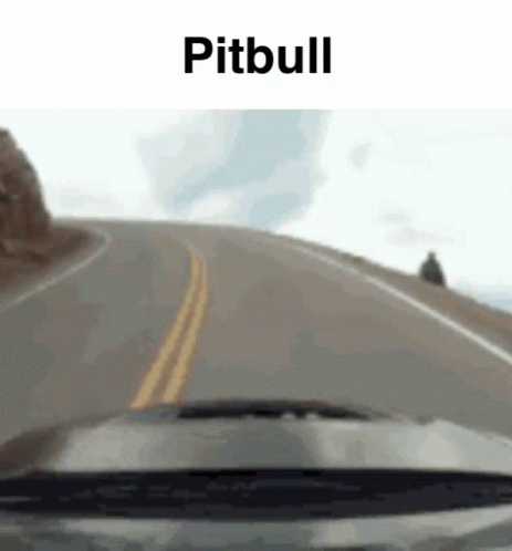 Pitbull Pitbull Car Crash GIF - Pitbull Pitbull Car Crash Bag Fumbler Inc GIFs