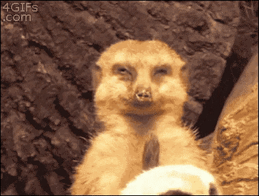 Sleepy Funny GIF - Sleepy Funny Meerkat GIFs