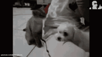 a person is sitting on a couch with two cats playing with them .