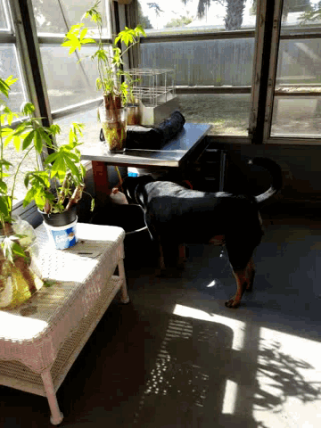 a person is standing in front of a window with a plant in front of it