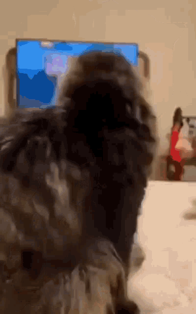 a cat laying on a bed in front of a television .