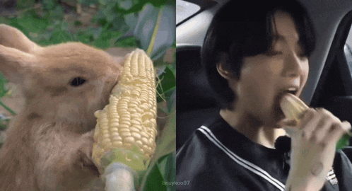 a rabbit is eating corn on the cob next to a man eating corn on the cob