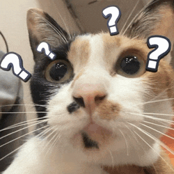 a calico cat with a question mark on its head