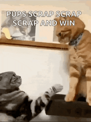 two cats are playing with each other with the caption pups scrap scrap and win