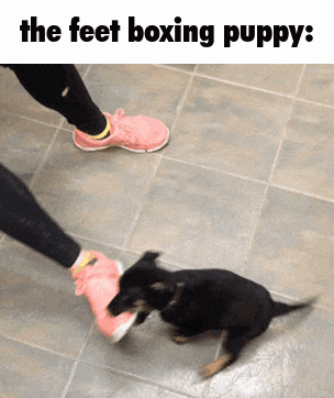 a picture of a person kicking a puppy with the words the feet boxing puppy