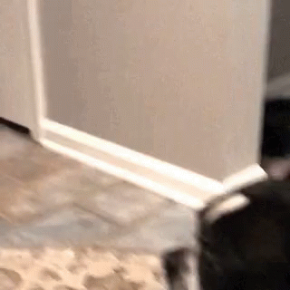 Scared Boton Terrier GIF - Scared Boton Terrier Dogs GIFs
