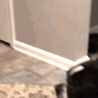 a black and white dog is standing next to a door in a hallway .