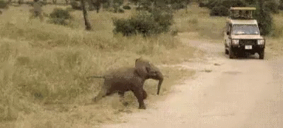 快跑 跑 大象 害怕 GIF - Run Elephant Scared GIFs