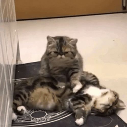 Cat Massagecat GIF - Cat Massagecat Kitty GIFs