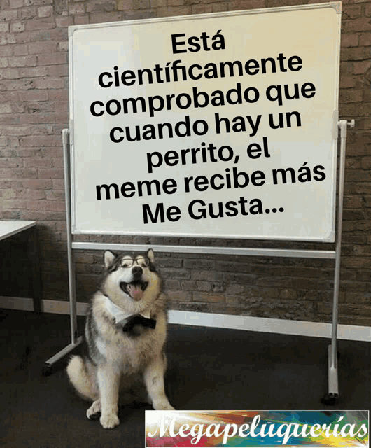 a husky dog sitting in front of a white board that says esta cientificamente comprobado que