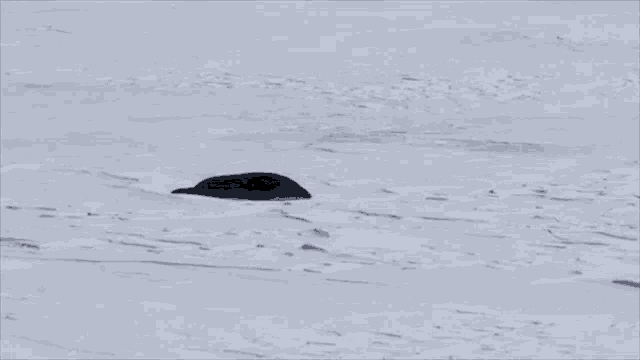Artic Seal Seal GIF - Artic Seal Seal GIFs