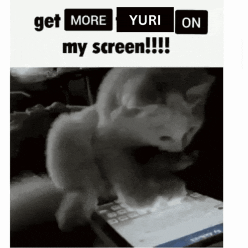 a cat is typing on a keyboard with the words get more yuri on my screen written above it