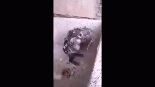 Ratotomandobanho GIF - Rat Taking A Shower GIFs