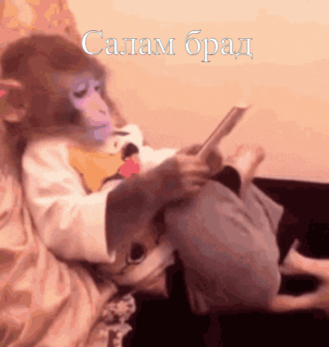 a monkey is sitting on a couch reading a book with the word salam written on the bottom