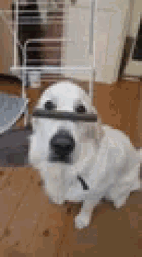 a white dog with a stick sticking out of its mouth is sitting on a wooden floor .